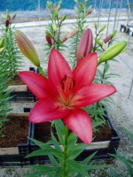 [1654 CarmineDiamond No01.JPG]